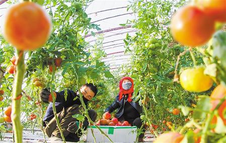 酒泉市肅州區總寨戈壁生態產業園區蔬菜喜獲豐收