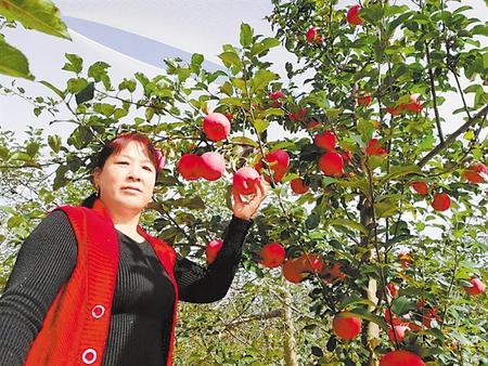 【走向我們的小康生活】馮巧葉，“大家一起過好日子”