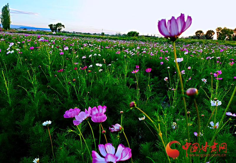 【小康圓夢·看甘肅】瓜州：花卉盛開景似海 特色小鎮產業興