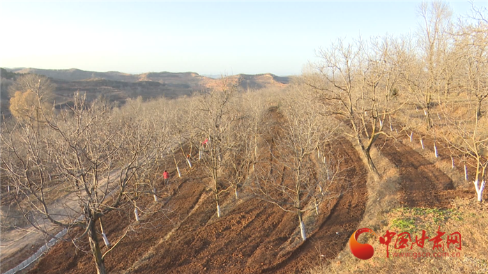 【小康圓夢·看甘肅】平涼華亭：立足全產業鏈打造規?；颂耶a業