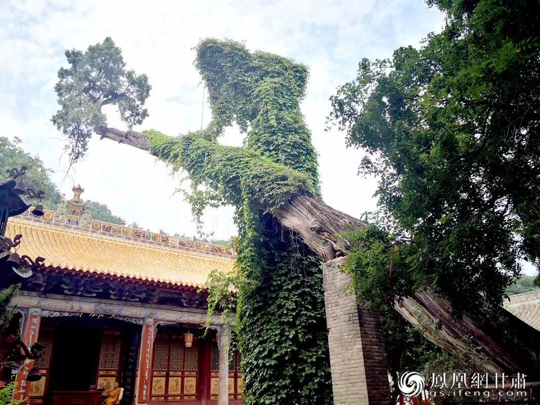 “山頭南郭寺，水號北流泉。老樹空庭得，清渠一邑傳?！倍鸥υ娭械摹袄蠘洹?，指的就是這株春秋古柏，為南郭寺的“鎮寺之寶”。胡江 攝
