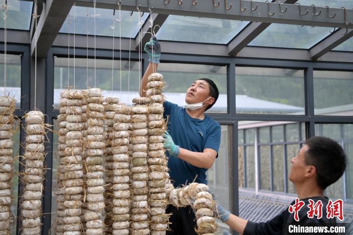 圖為5月10日,工作人員將用青稞面和青稞草等制成的曲坯用繩子串起來晾曬。九美旦增 攝