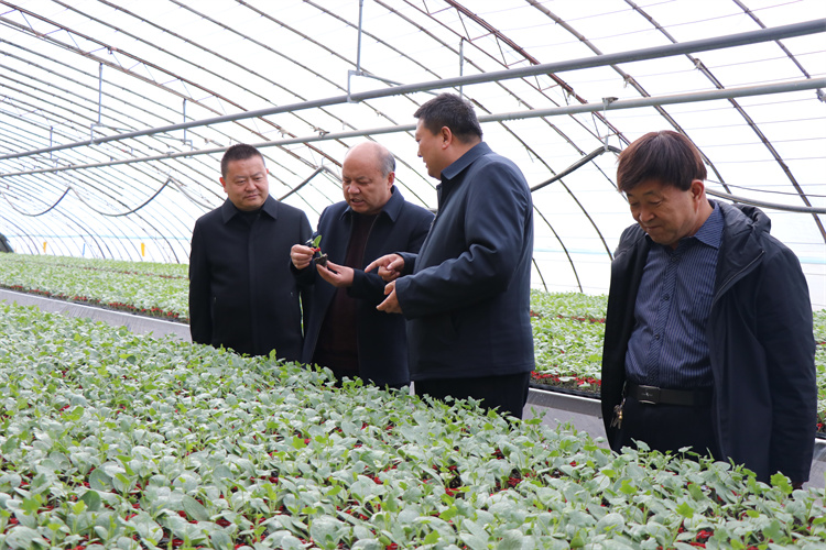 1741941927527093.jpg 涼州區紀委監委駐農業農村局派駐組到中壩鎮種苗企業對日光溫室種苗供需進行了解,確保市場穩定,供應有序。(王建宏 攝).jpg
