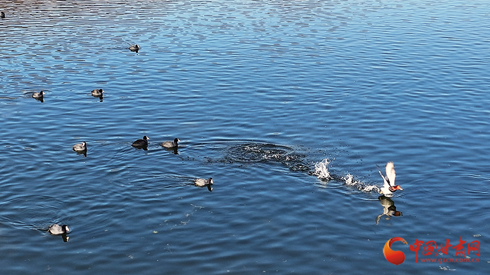 隴拍客|靜寧懸鏡湖：水鳥翔集 盡顯生態(tài)和諧之美