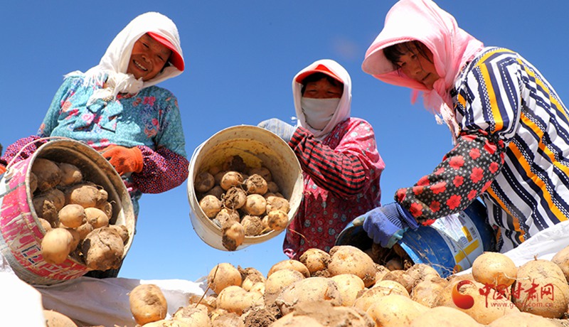 民樂：“金豆豆”奏響豐收進行曲