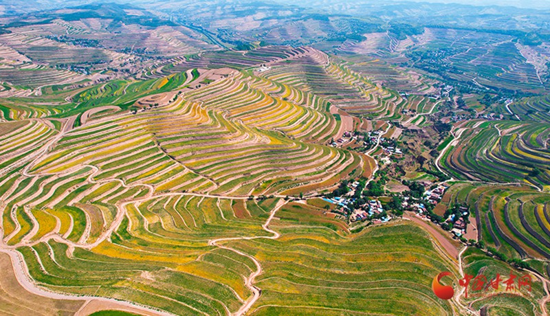 靜寧：85萬畝旱作農作物豐收繪就秋日增收畫卷