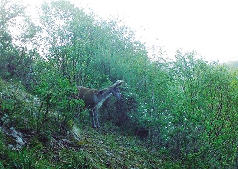 “林間精靈”現(xiàn)身 連城保護區(qū)拍到瀕危物種馬麝畫面