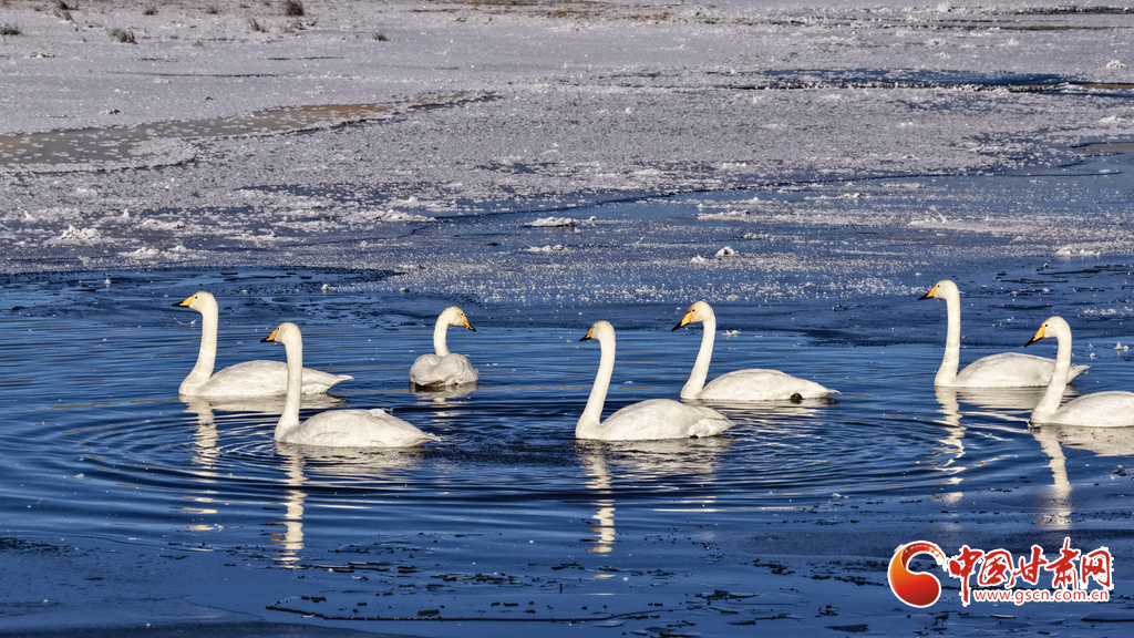 隴拍客丨甘肅這處濕地，顏值天花板！三種珍稀鳥類同框秀優雅