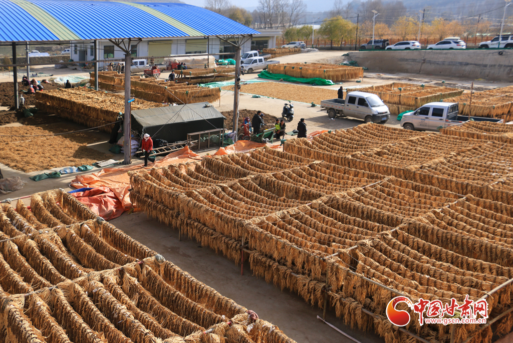 隴原山鄉新畫卷·隴拍客丨岷縣：藥材豐收遍地金 洮河兩岸曬藥忙