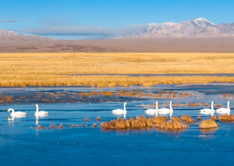 河西走廊：候鳥遷徙路線上的“生態(tài)驛站”