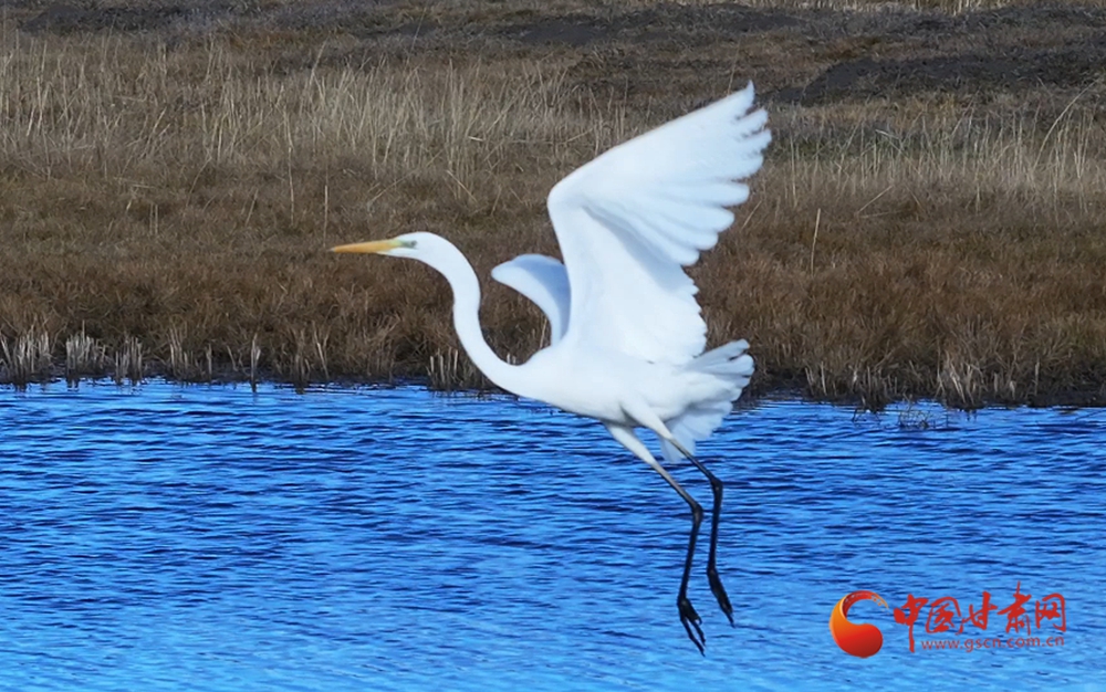 隴拍客丨瑪曲：冬日濕地白鷺翩躚生態美