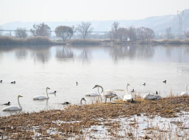 黃河蘭州段興起“天鵝經濟”