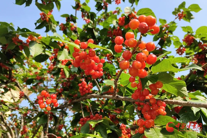 西和：特色農業“織”就鄉村振興錦繡畫卷